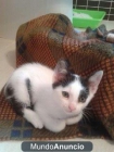 Regalo gatito macho de 3 meses - mejor precio | unprecio.es