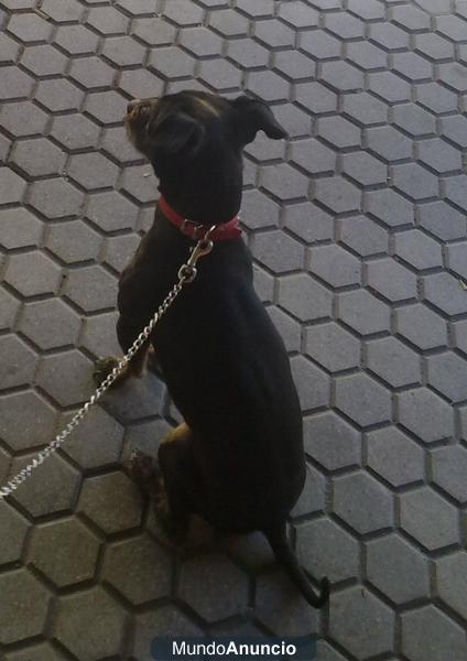 Se busca hembra para monta