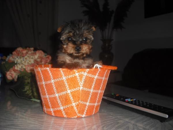 yorkshire mini toy para san valentin