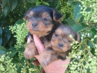 Yorkshire pequeños,macho y hembra,cachorros. - mejor precio | unprecio.es