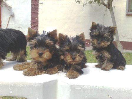 Yorkshire terrier preciosos 350 euros
