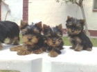 Yorkshire terrier preciosos 350 euros - mejor precio | unprecio.es