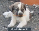 CACHORROS DE MASTÍN EN VENTA - mejor precio | unprecio.es