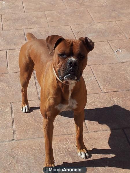 Boxer guapo busca novia guapa