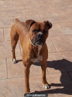 Boxer guapo busca novia guapa - mejor precio | unprecio.es