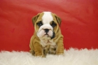 BULLDOG INGLES CACHORROS DE CALIDAD - mejor precio | unprecio.es