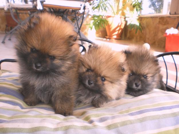CACHORROS spitz aleman enano (HEMBRA)