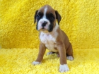 Camada de Boxer . Calidad - mejor precio | unprecio.es