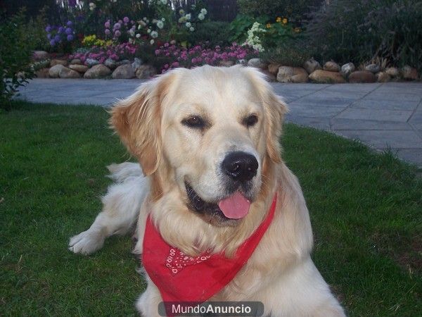 Excelente golden retriver para montas