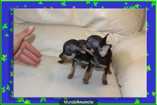 Raton de Praga y Chihuahua