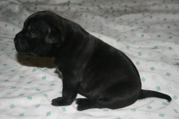 STAFFORDSHIRE CACHORROS EN VENTA