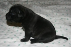 STAFFORDSHIRE CACHORROS EN VENTA - mejor precio | unprecio.es