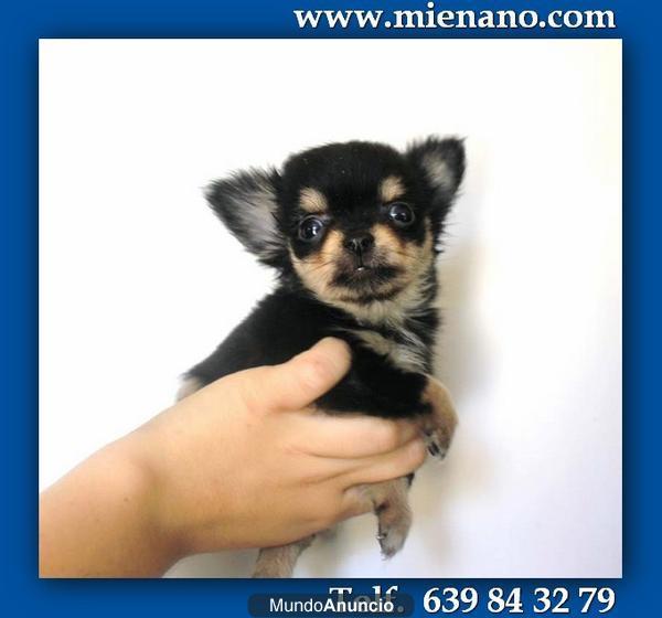 CHIHUAHUAS: CRIADERO CON GARANTÍA MIENANO.COM, perros, cachorros, toy, en venta  OD