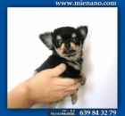 CHIHUAHUAS: CRIADERO CON GARANTÍA MIENANO.COM, perros, cachorros, toy, en venta OD - mejor precio | unprecio.es