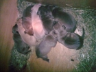 american pit bull terrier - mejor precio | unprecio.es