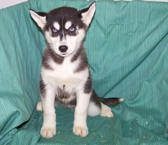 CACHORROS DE HUSKY SIBERIANO - EXCELENTES EJEMPLARES DE OJOS AZULES