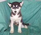 CACHORROS DE HUSKY SIBERIANO - EXCELENTES EJEMPLARES DE OJOS AZULES - mejor precio | unprecio.es