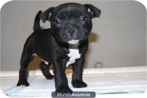 Cachorros de staffordshire bull terrier, excelente camadita 650 euros, en MADRID, abrimos todos los dias