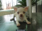 chihuahuas - mejor precio | unprecio.es