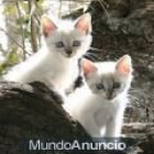 La asociación MIAUKA da gatitos en adopción - mejor precio | unprecio.es
