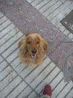 Perritos en ADOPCION (LABRADOR, COCKER, PASTOR ALEMAN, MASTIN...) MADRID - mejor precio | unprecio.es