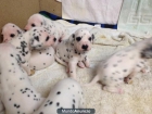cachorros dálmatas - mejor precio | unprecio.es