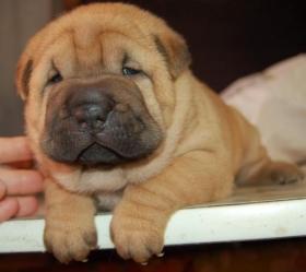 Próxima camada se Shar-pei! En Enero!!