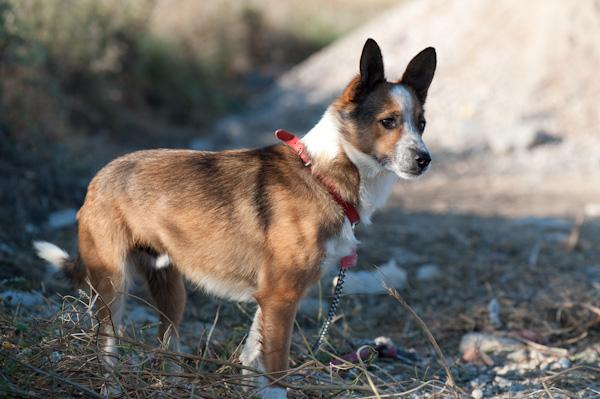 SIMBA. Lleva tres años en el refugio. Una oportunidad para él. GPAR