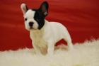 autenticos cachorros de bulldog frances, linea de calidad, muy chartitos y con pedegree - mejor precio | unprecio.es