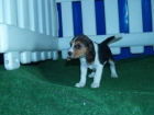 Beagle, espectaculares cachorros - mejor precio | unprecio.es