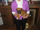 Boxer,dorados con blanco,pedigree. - mejor precio | unprecio.es