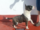 Bull-terrier miniatura de Valdehierro macho en montas - mejor precio | unprecio.es