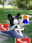 Bulldog frances - mejor precio | unprecio.es