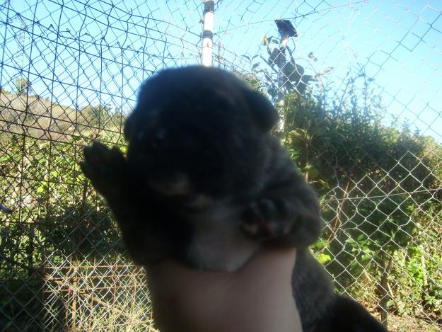 cachorros MASTIN / VILLANO (50Eur) BANDOG