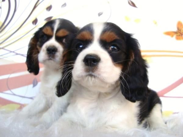 CAVALIER CACHORRITOS DE GRAN BELLEZA