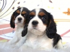 CAVALIER CACHORRITOS DE GRAN BELLEZA - mejor precio | unprecio.es