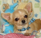 Chihuahua hembra negra - mejor precio | unprecio.es