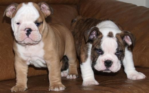 Vendo camada de Bulldog ingles, seriedad