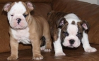 Vendo camada de Bulldog ingles, seriedad - mejor precio | unprecio.es