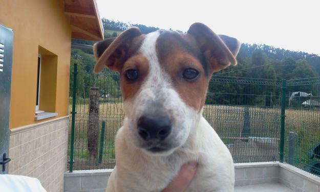 Willy. Cachorro de Jack Russell