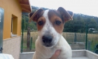 Willy. Cachorro de Jack Russell - mejor precio | unprecio.es