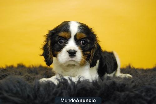 Cavalier King charles¡¡ criamos la raza