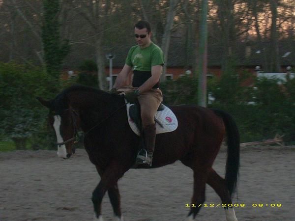 Caballo Kwpn 5 años