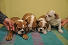 CACHORROS DE BULLDOG INGLES - mejor precio | unprecio.es