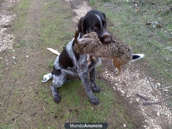CACHORROS DE DRAHTHAAR DE CAMPEONES
