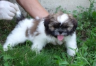 CACHORROS DE SHIH TZU - mejor precio | unprecio.es