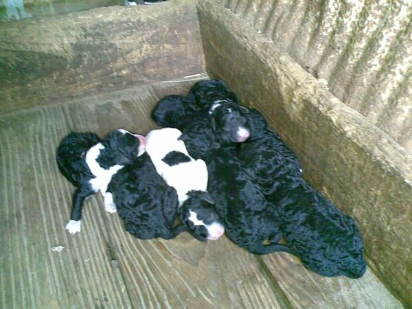 CAMADA DE CAHORROS DE PERROS DE AGUA ESPAÑOL