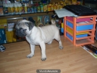 Carlino 460 euros - mejor precio | unprecio.es