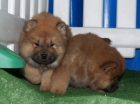 Chow-chow, increible cachorros pura raza - mejor precio | unprecio.es