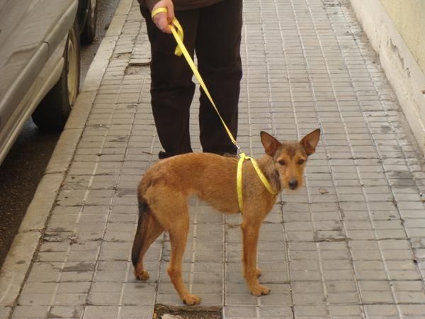 Quieres ayudar a esta perrita?acogela en tu casa temporalmente